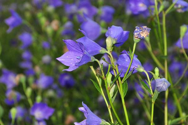 桔梗的种植方法,用种子繁殖