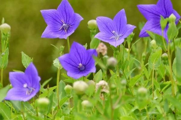 桔梗的种植方法,用种子繁殖