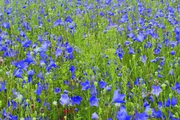 桔梗的种植方法,用种子繁殖