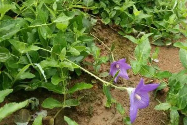 桔梗的种植方法,用种子繁殖