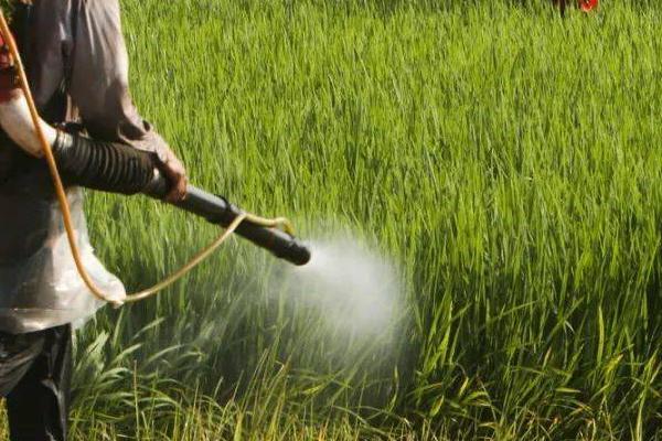 有机磷农药有哪些,常见的有敌百虫、敌敌畏和毒死蜱等