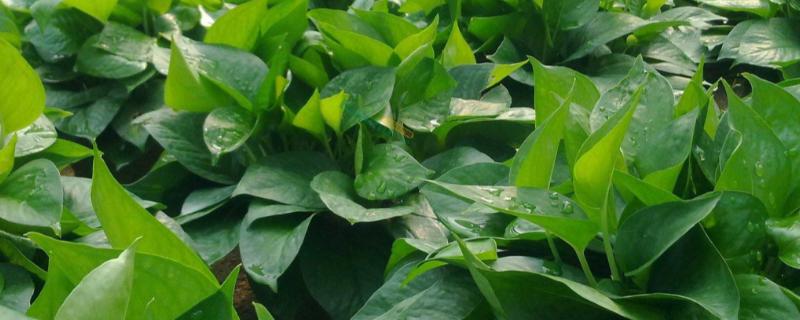 绿萝需要什么肥料