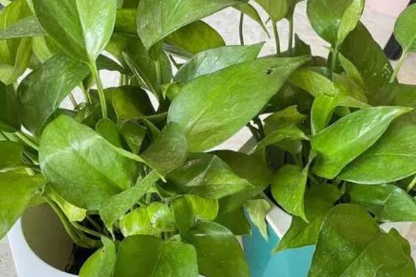 绿萝需要什么肥料,可使用绿野花卉专用肥