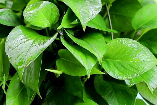 绿萝需要什么肥料,可使用绿野花卉专用肥