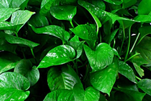 绿萝需要什么肥料,可使用绿野花卉专用肥