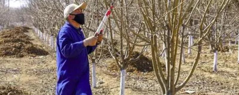 修剪苗木的误区