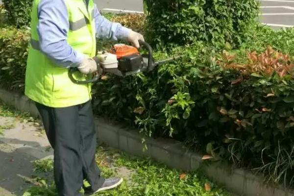 修剪苗木的误区,包括重树形轻生长、重疏枝轻疏花芽等问题