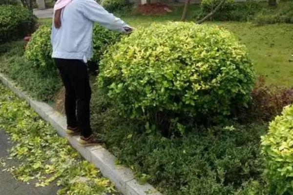 修剪苗木的误区,包括重树形轻生长、重疏枝轻疏花芽等问题