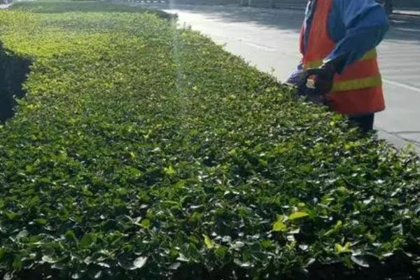 修剪苗木的误区,包括重树形轻生长、重疏枝轻疏花芽等问题