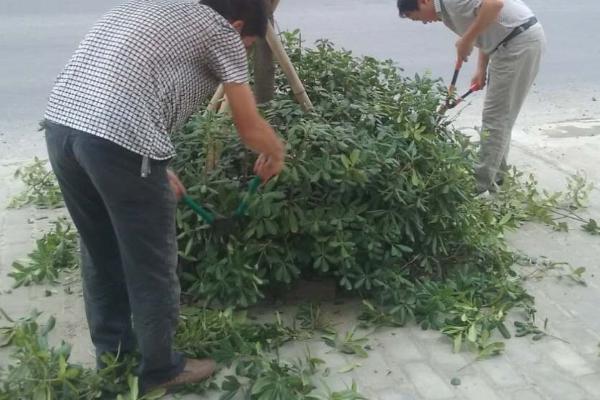 修剪苗木的误区,包括重树形轻生长、重疏枝轻疏花芽等问题