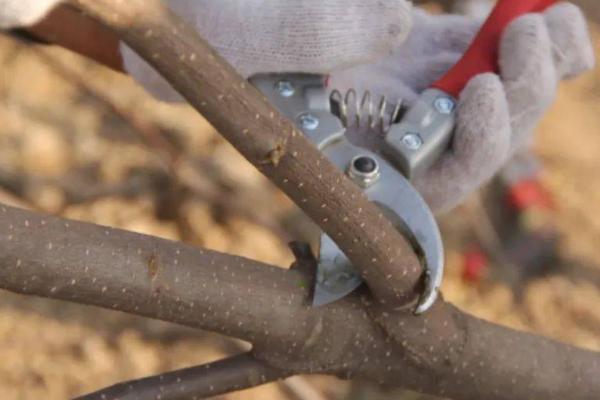 修剪苗木的误区,包括重树形轻生长、重疏枝轻疏花芽等问题