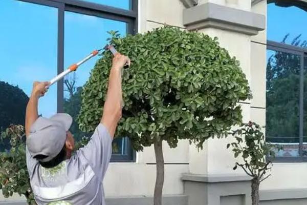 修剪苗木的误区,包括重树形轻生长、重疏枝轻疏花芽等问题