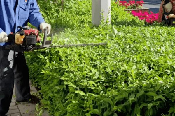 修剪苗木的误区,包括重树形轻生长、重疏枝轻疏花芽等问题