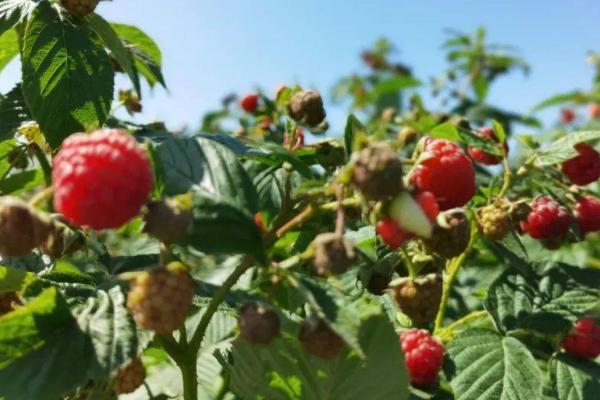 树莓怎么施肥和灌水,4月上旬可追施氮肥