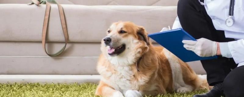 狗狗血小板低是什么原因