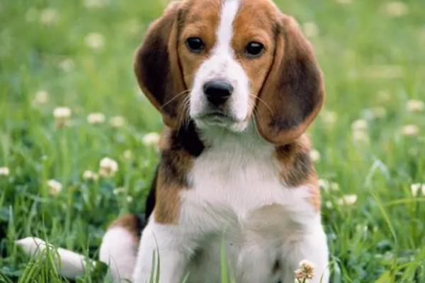 狗狗血小板低是什么原因,可能是免疫力较低等原因所导致