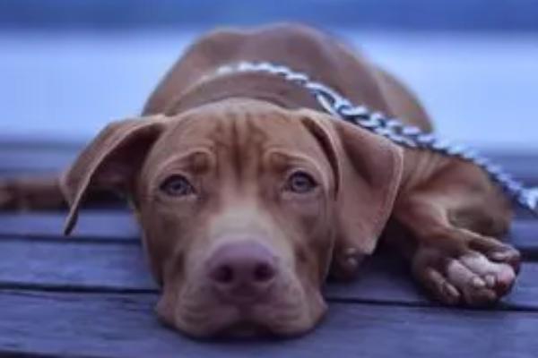 狗狗血小板低是什么原因,可能是免疫力较低等原因所导致