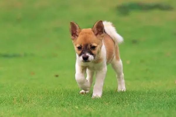 狗狗血小板低是什么原因,可能是免疫力较低等原因所导致