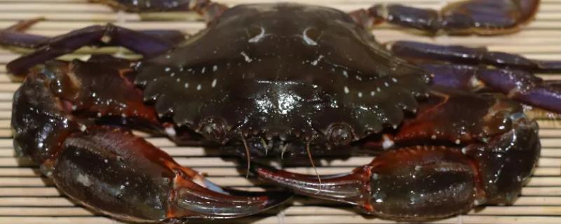 赤甲红海蟹几月肥