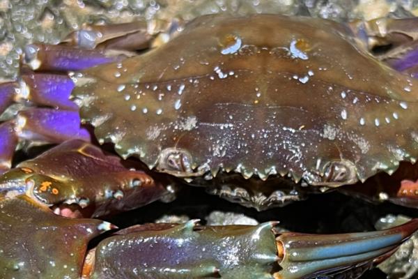 赤甲红海蟹几月肥,在阴历8月最肥