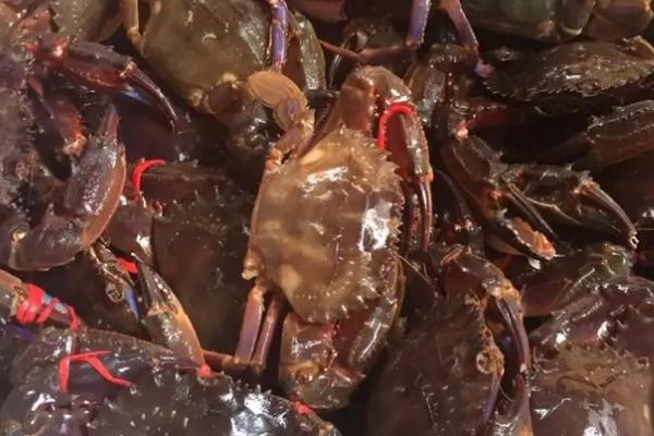 赤甲红海蟹几月肥,在阴历8月最肥