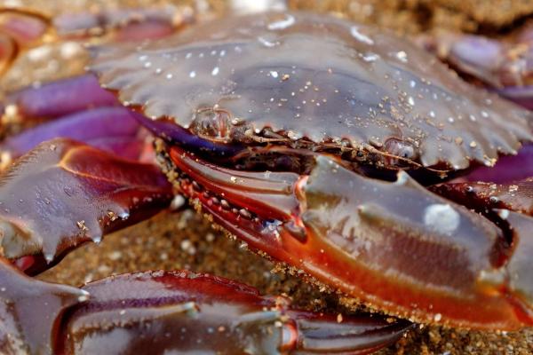 赤甲红海蟹几月肥,在阴历8月最肥
