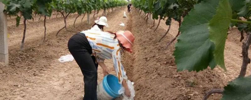 秋季对葡萄施基肥有什么益处