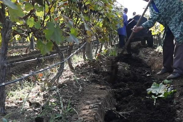 秋季对葡萄施基肥有什么益处,可帮助根系愈合与生长