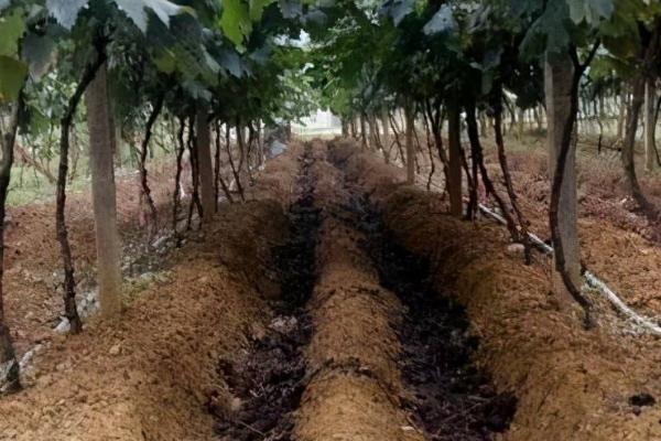 秋季对葡萄施基肥有什么益处,可帮助根系愈合与生长