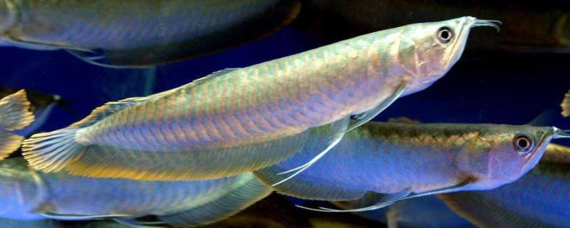 银龙鱼怎么繁殖