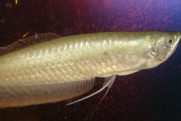 银龙鱼怎么繁殖,人工繁殖或自然配对繁殖