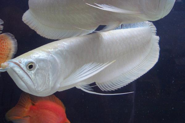 银龙鱼怎么繁殖,人工繁殖或自然配对繁殖