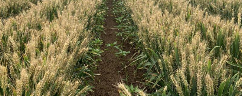 春小麦套种胡萝卜栽培技术