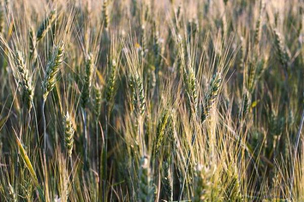 春小麦套种胡萝卜栽培技术,胡萝卡在小麦灌头水时撤播