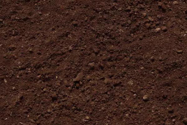 春小麦套种胡萝卜栽培技术,胡萝卡在小麦灌头水时撤播