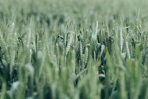 春小麦套种胡萝卜栽培技术,胡萝卡在小麦灌头水时撤播