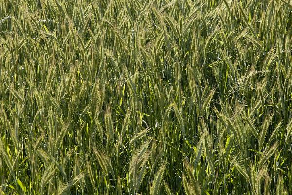 春小麦套种胡萝卜栽培技术,胡萝卡在小麦灌头水时撤播