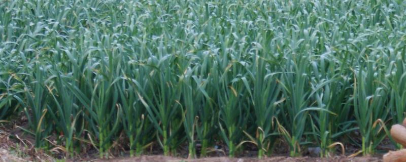 无公害大蒜丰产栽培技术