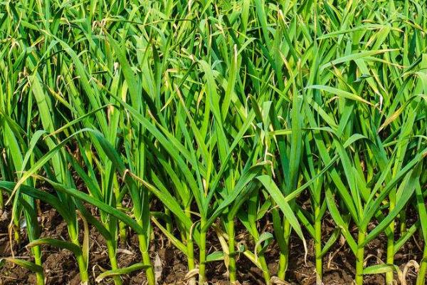 无公害大蒜丰产栽培技术,种子需要用多菌灵拌种