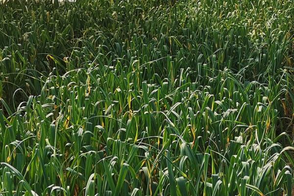 无公害大蒜丰产栽培技术,种子需要用多菌灵拌种