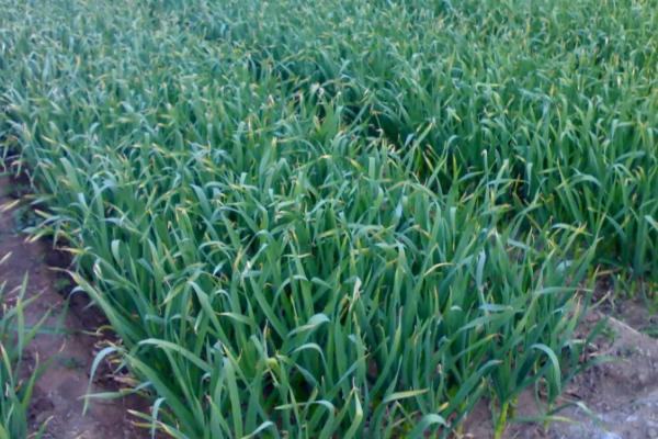 无公害大蒜丰产栽培技术,种子需要用多菌灵拌种