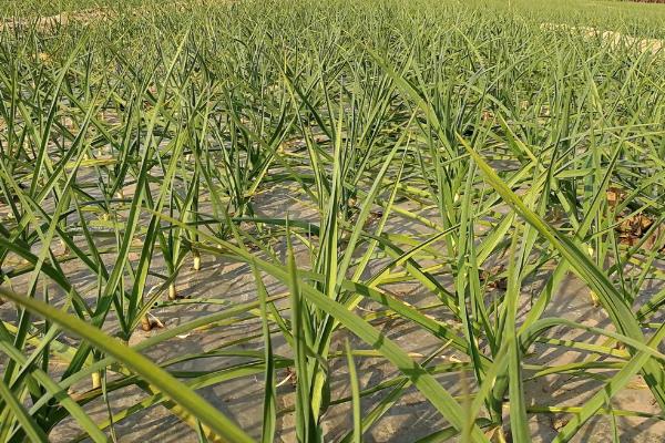 无公害大蒜丰产栽培技术,种子需要用多菌灵拌种