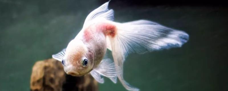 养观赏鱼用什么药杀菌