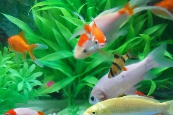 养观赏鱼用什么药杀菌,可使用高锰酸钾、聚维酮碘等药物