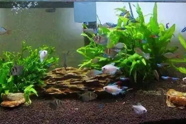 养观赏鱼用什么药杀菌,可使用高锰酸钾、聚维酮碘等药物