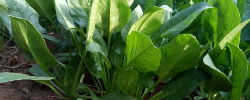 怎么处理采收的菠菜