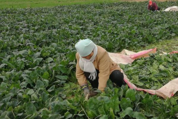 怎么处理采收的菠菜,清理枯黄烂叶后可放在架上保存