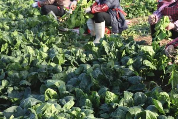 怎么处理采收的菠菜,清理枯黄烂叶后可放在架上保存