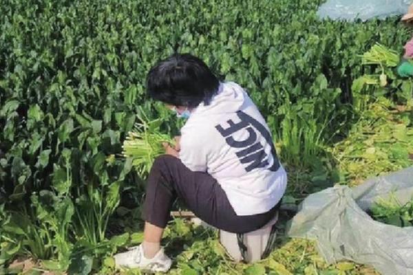 怎么处理采收的菠菜,清理枯黄烂叶后可放在架上保存