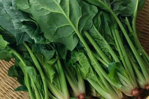 怎么处理采收的菠菜,清理枯黄烂叶后可放在架上保存